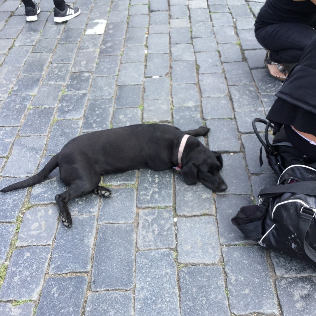 Programmation entrainement canin